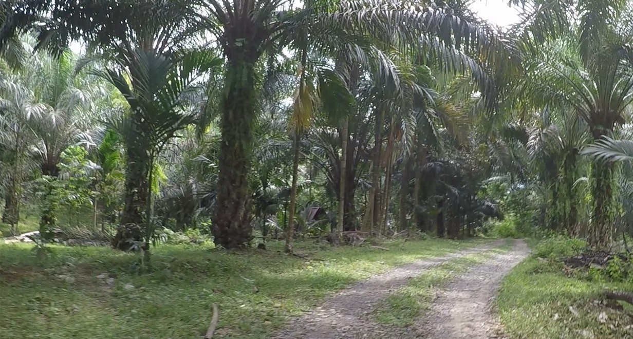 palm oil plantation in Sumatra